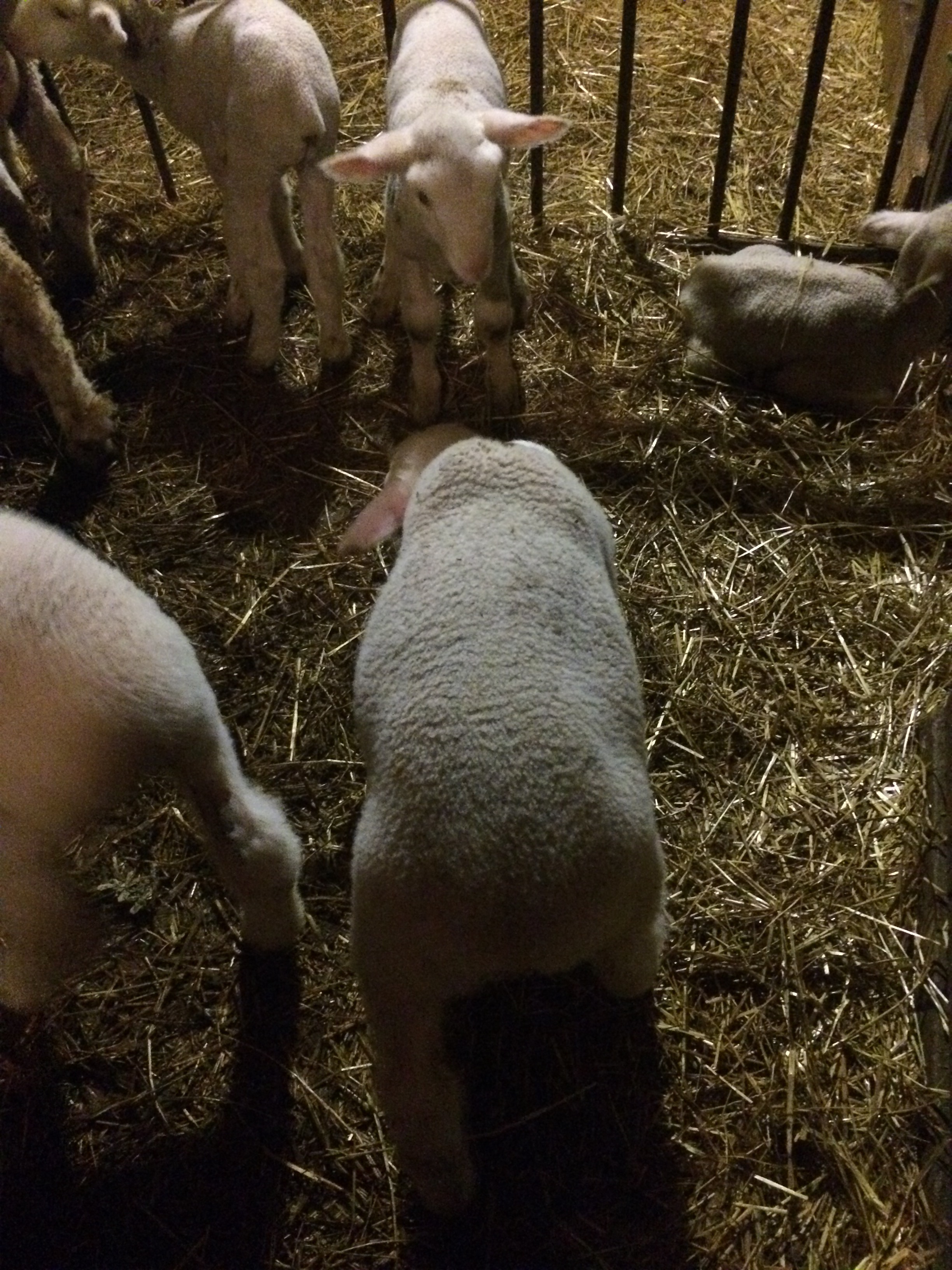 One of my SAMM ewe lambs at 1 month old.