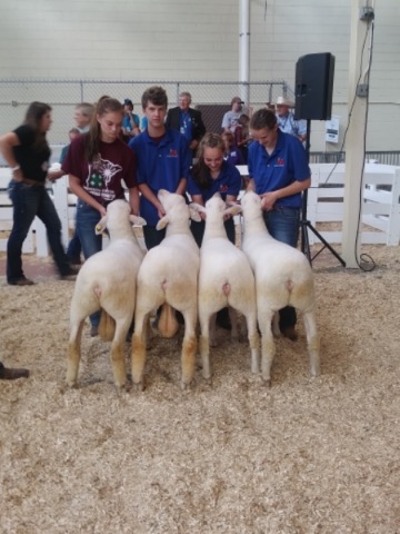 SAMM flock state fair